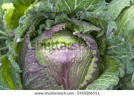 Similar – Image, Stock Photo Savoy cabbage freshly harvested on a green table.