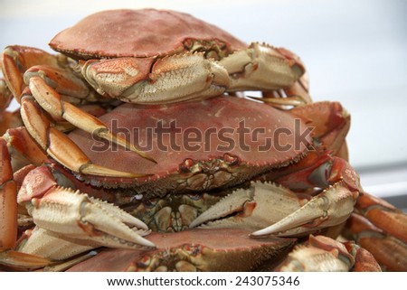 Dungeness crabs stacked for market. They are a popular delicacy, and are the most commercially important crab in the Pacific Northwest, as well as the western states.