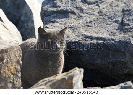 Abandoned, Stray or Feral grey Chartreux cat hiding in the rocks at the beach. Trap-neuter-return programs help keep the feral cat population down.