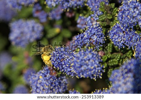 A honey bee, or honeybee, busy collecting pollen in its leg sacs from purple Ceanothus Blue Jeans, Holly Leaf Mountain Lilac Flowers with blue sky