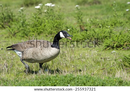 Canada Goose walking and honking in an attempt to chase off other geese in the area