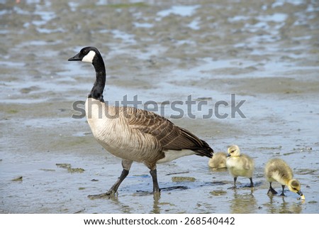 Female Canada goose, scientific name Branta canadensis, teaching her goslings how to find food along the drying up coastal wetland in California.