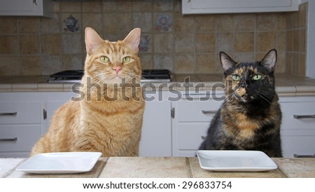 Male Tabby cat and Female Tortoiseshell or Tortie Tabby cat sitting at the counter with an empty plate waiting for food. Looking intently towards oncoming meal. Waiting.