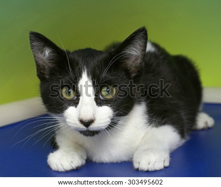 Black and white tabby kitten with green eyes crouched on a blue bed mat with green yellow textured background. Yellow Green eyes