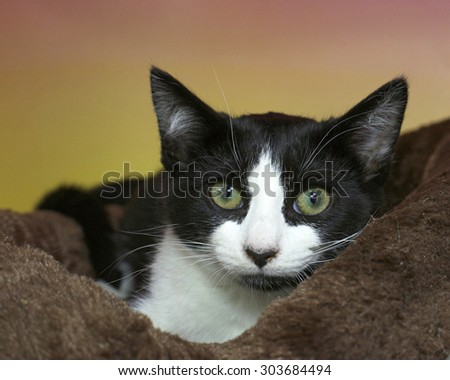 Black and white tabby kitten with green eyes anxious peaking out of a brown bed with pink and yellow textured background. Yellow Green eyes