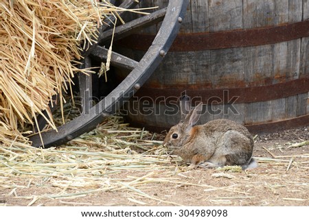 Rabbit eating hay next to wood barrel with old wagon wheel between hay and barrel