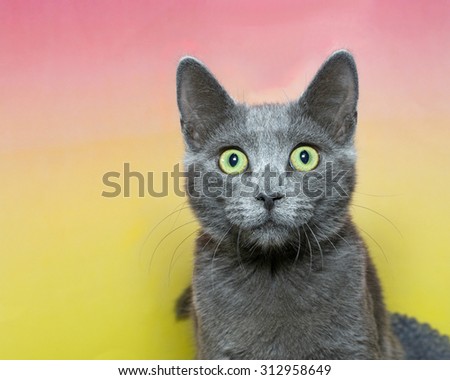 Surprised wide eyed grey short hair tabby cat with green eyes on a pink and yellow contrasting background