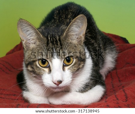White and gray tabby curled up looking up to the side laying on red blanket with vibrant green background