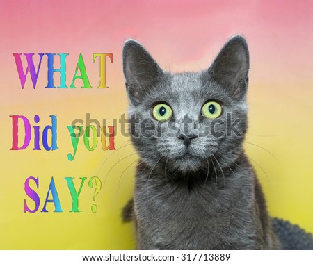 Surprised wide eyed grey short hair tabby cat with green eyes on a pink and yellow contrasting background with text message What did you Say? multi color letters
