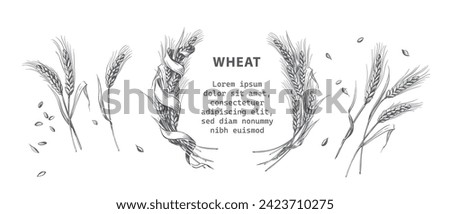 Cut stalks of wheat isolated on a white background. Wheat malt for the production of beer or whiskey. Vector illustration in vintage engraving style. Wheat wreath with ribbon. Wheat bread.