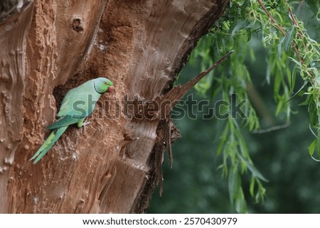 Similar – Image, Stock Photo Tree trunk with its annual rings