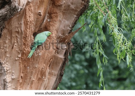 Similar – Image, Stock Photo Tree trunk with its annual rings