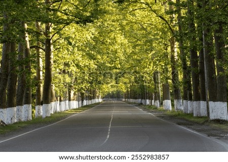 Similar – Foto Bild Gerade Straße in einer Allee von trockenen Bäumen ohne Blätter im Winter / Anfang Frühling Luftaufnahme