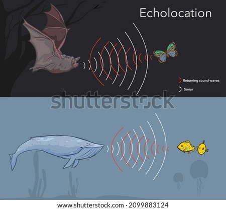 Illustration depicting the ability of some  animals to use sonar, or echolocation