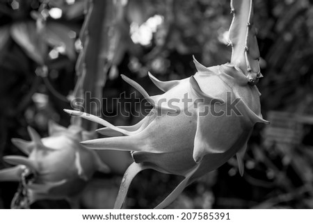 black and white image of dragon fruit and dragon fruit tree.