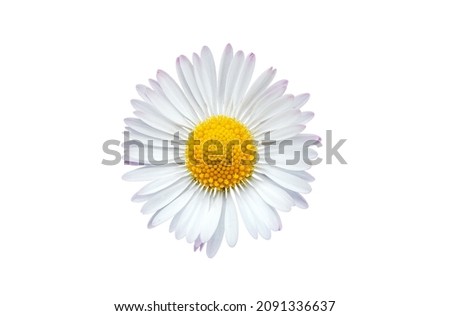 Image, Stock Photo Common daisie common daisy