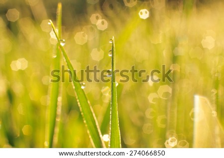 Morning dew on a grass at sunrise