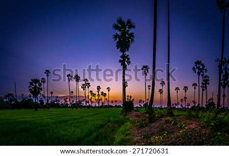 Landscape of rice field and coconut tree at twilight time in Bangkok City , Thailand .