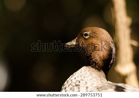 Portrait of ducks face