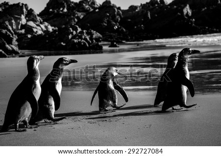 Five penguins walking to ocean, black and white