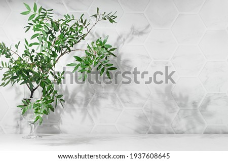 Elegant summer mediterranean background - green leaves on branch with dappled shadow in sunshine on white marble tile wall, wood table, copy space.