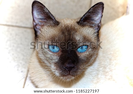 Similar – Image, Stock Photo British Blu, purebred cat