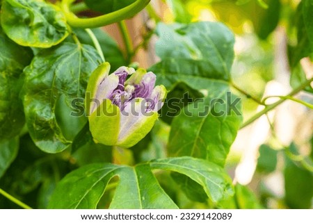 Similar – Image, Stock Photo passion flower Environment