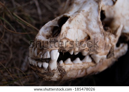 skull of a dog on the earth