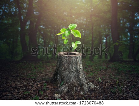 Similar – Foto Bild Ein alter Baum wächst in der roten Wüstenlandschaft zwischen Gräser und Gebüsch, im Hintergrund eine Bergkette