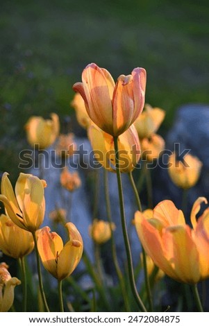 Similar – Image, Stock Photo Tulip Lilac Wonder Light