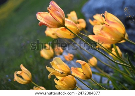 Image, Stock Photo Tulip Lilac Wonder Light