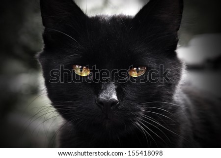 Portrait of black cat with green eyes
