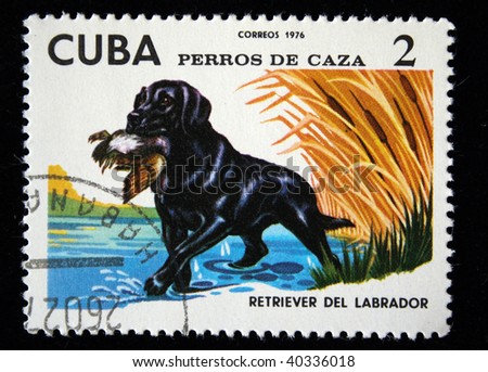 CUBA - CIRCA 1976: A stamp printed by Cuba shows the Dog Petriver del Labrador, stamp is from the series, circa 1976