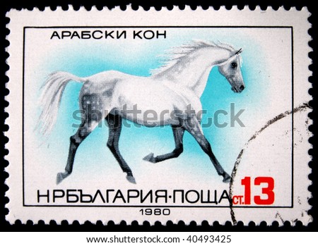 BULGARIA - CIRCA 1980: A stamp printed in Bulgaria shows  Arabian horse, circa 1980