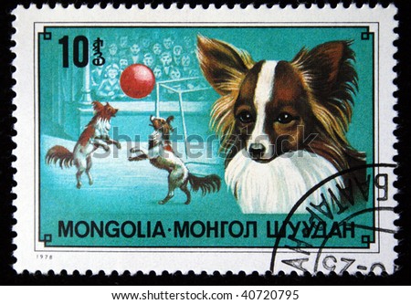 MONGOLIA - CIRCA 1978: A stamp printed in Mongolia shows dog Chihuahua, one stamp from series, circa 1978