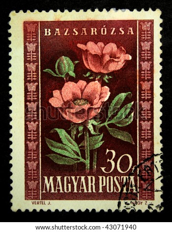 HUNGARY - CIRCA 1951: A Stamp printed in Hungary shows peony, circa 1951