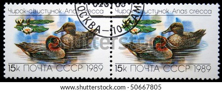 USSR - CIRCA 1989: A stamp printed in the USSR shows Common Teal or Eurasian Teal - Anas crecca, circa 1989