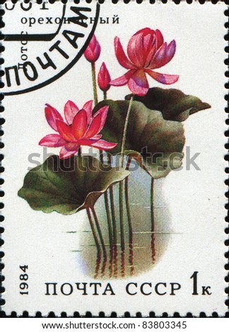 USSR - CIRCA 1984: A stamp printed in the USSR shows Indian Lotus, Sacred Lotus, Bean of India - Nelumbo nucifera, circa 1984