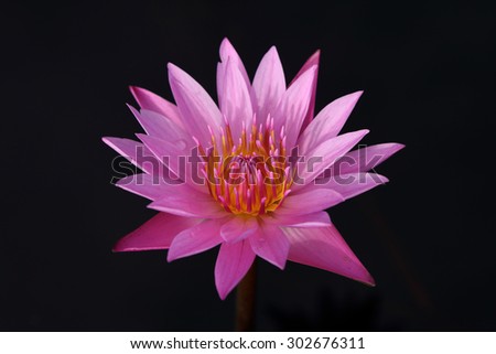 Beautiful pink lotus on black background.