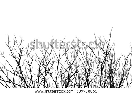 Leafless tree branch, black and white tone background.