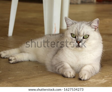 Shutterstock Puzzlepix