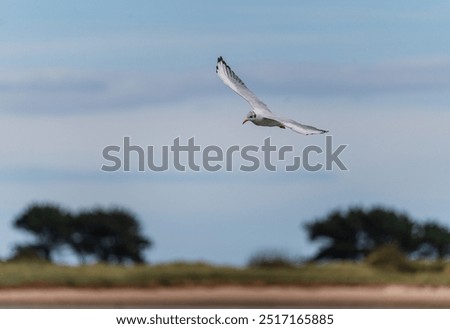 Seagulls hunting and flying over water