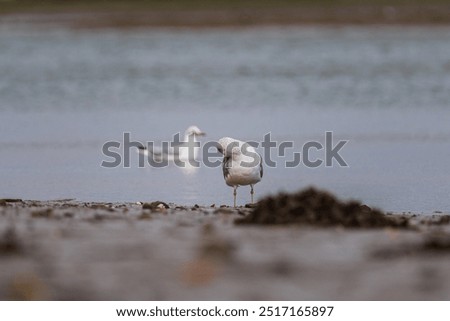 Similar – Seagulls hunting and flying over water