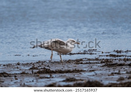 Similar – Seagulls hunting and flying over water