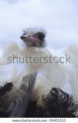 Male ostrich performing a mating dance