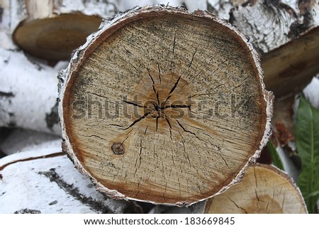 Saw cut of birch