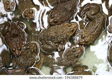 Many frogs