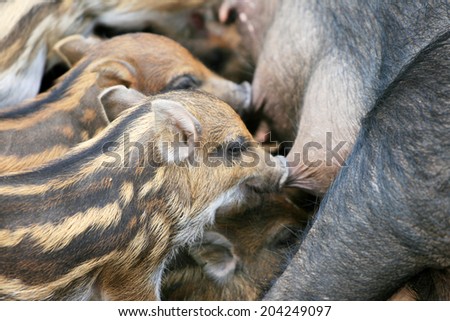 wild boar piglets competing for their mother\'s milk. Scientific name: sus scrofia