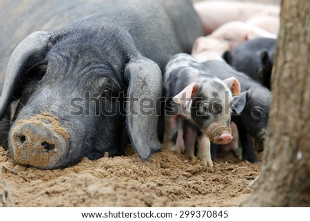 Piglet with sow