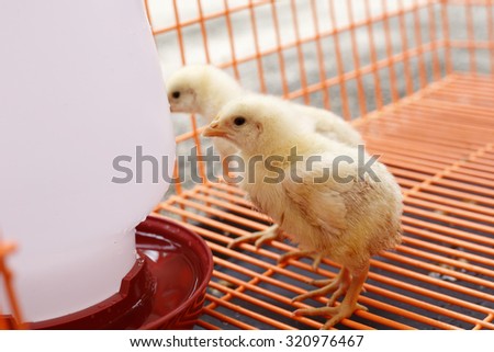 Large group of newly hatched chicks on a chicken farm